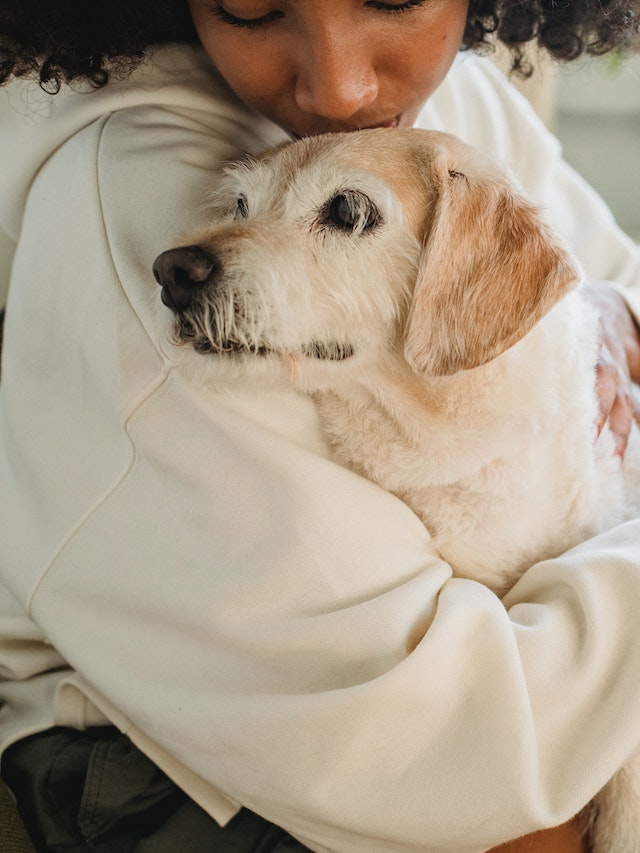 Senior Dog Care Tips