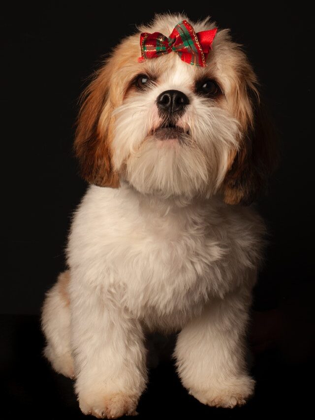 10 Shih Tzu Secrets Graceful and Loving Companions