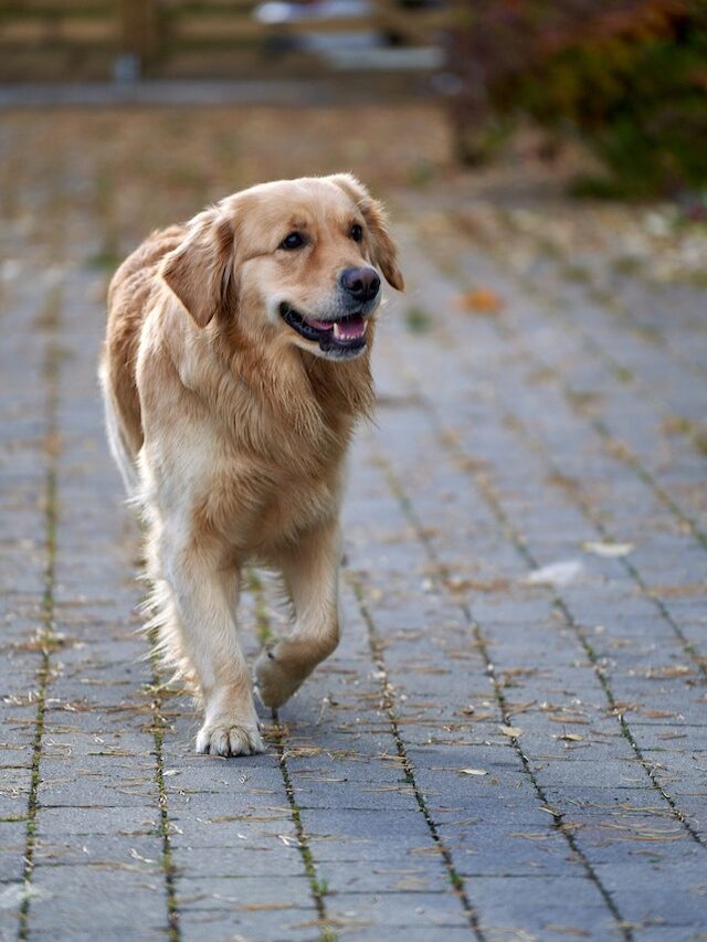 14 Hidden Wonders of Labrador Retrievers