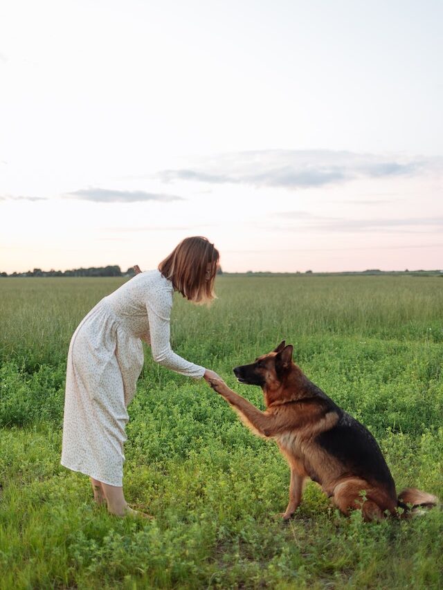 The 10 Easiest to Train Dog Breeds for Obedience