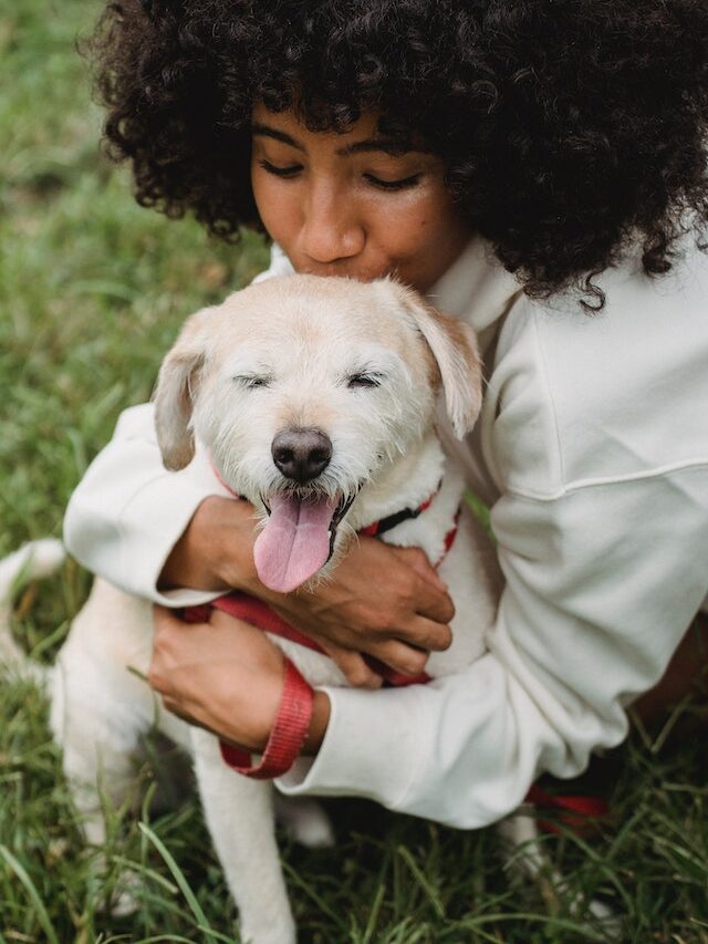 The Benefits of Dog Daycare